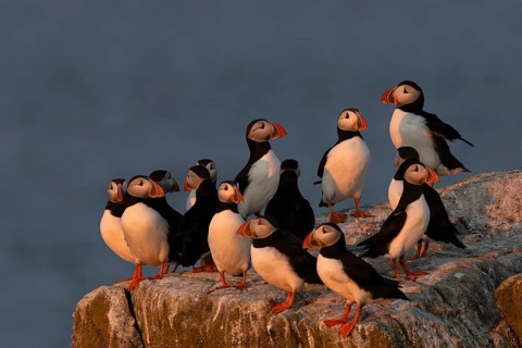 Atlantic Puffin (Fratercula arctica), Scotland, United Kingdom