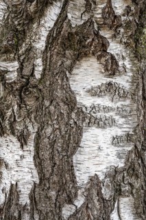 Tree bark, bark of a birch (Betula), full size, Germany