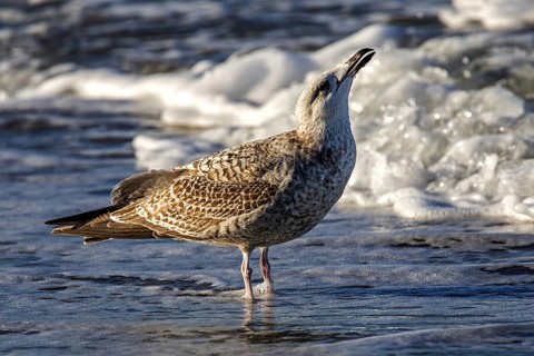 Herring Gull (Larus argentatus), on the beach, Fischland-Darß-Zingst, Baltic Sea,