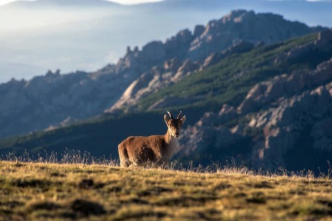 An Iberian Ibex stands gracefully on a mountain slope at sunset, with rugged peaks in the