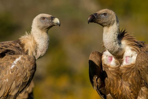Griffon Vulture (Gyps fulvus), group on field, Castile and Leon, Spain