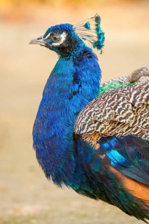 Indian Peafowl (Pavo cristatus), adult male, Castilla Leon, Spain