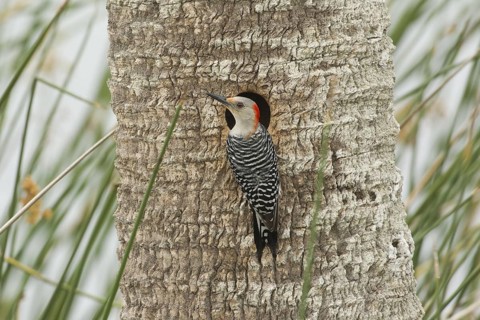 Red-bellied Woodpecker (Melanerpes carolinus) female at nest cavity, Florida, USA