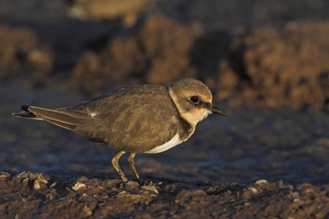 Little Ringed Plover (Charadrius dubius), Guelmim, Morocco
