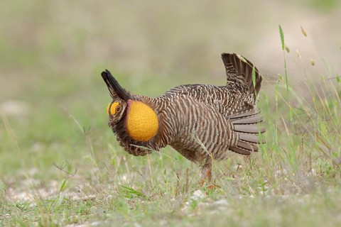 Greater Prairie Chicken (Tympanuchus cupido) male, Texas, USA
