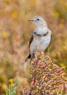 White-fronted Chat (Epthianura albifrons) female, Victoria, Australia