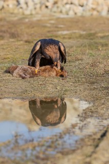 One golden eagle (Aquila chrysaetos) sitting in bright sunlight on a wet meadow, feeding on a dead