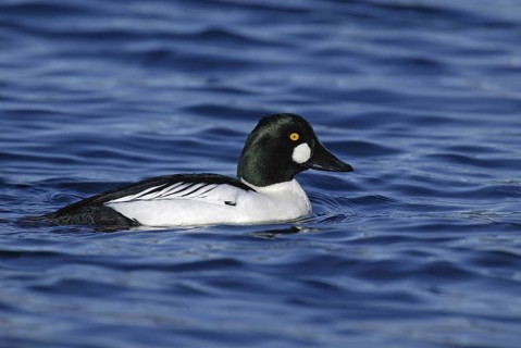 Common Goldeneye (Bucephala clangula) male, British Columbia, Canada