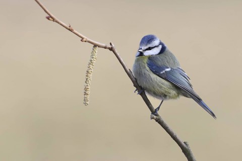 Eurasian Blue Tit (Cyanistes caeruleus), Baden-Wuerttemberg, Germany