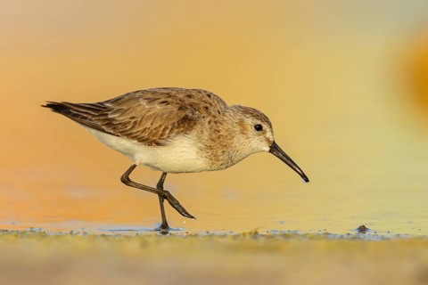 Animal, Animals, Bird, Birds, dunlin (Calidris alpina), Snipe bird, East Khawr / Khawr Ad Dahariz,