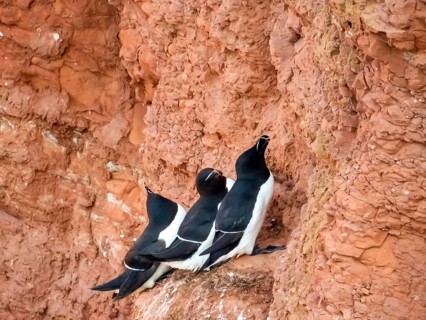Tordalke at the nesting site, Germany, Schleswig-Holstein, Heligoland, island, birds, Tordalke,