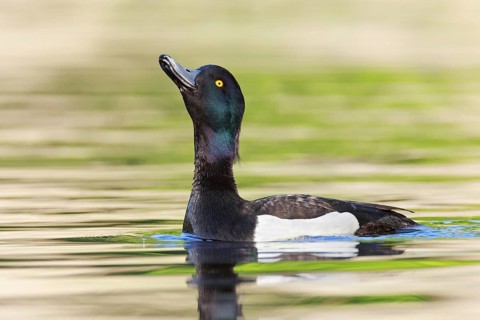 Tufted Duck (Aythya fuligula) male, Brandenburg, Germany