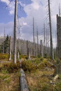 Dead trees towering high in an overgrown environment with mountains in the background, Lusen,