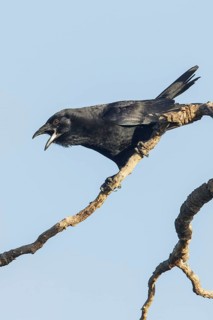 Cuban Palm Crow (Corvus minutus) perched on a branch in Cuba