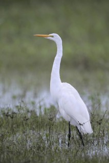 Great Egret (Ardea alba), Florida, USA