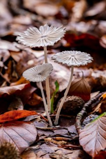 Three delicate, filigree mushrooms emerge from the forest floor covered with autumn leaves,