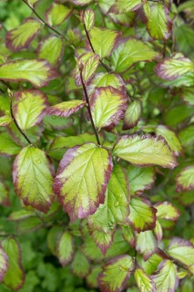 Columnar iron tree (Parrotia persica PERSIAN SPIRE), An den Dorfwiesen 9, Germany