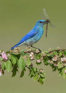 Mountain Bluebird (Sialia currucoides) male perched on a flowering branch with dragonfly in beak,