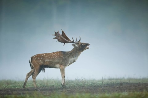Damhirsch, Dama dama Fallow Deer, Dama dama