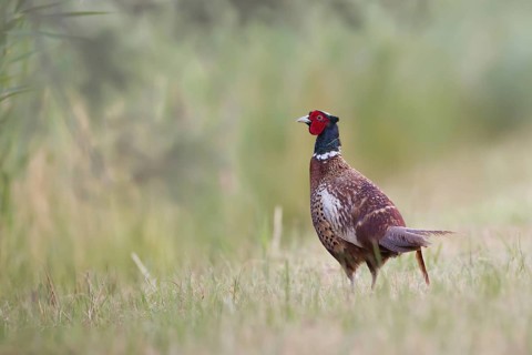 Common Pheasant (Phasianus colchicus) male, Camargue, France