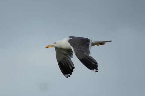 Lesser black-backed gull (Larus fuscus) adult seagull bird in flight, Suffolk, England, United