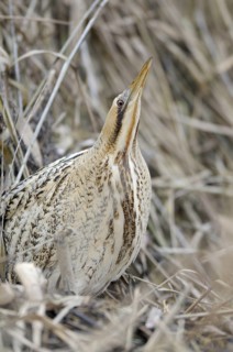 Rohrdommel (Botaurus stellaris), Bittern, Altvogel im Winter, Portrait, in Pfahlstellung als