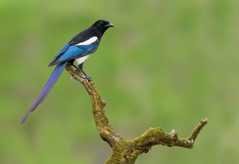 Black-billed Magpie (Pica hudsonia), Alberta, Canada