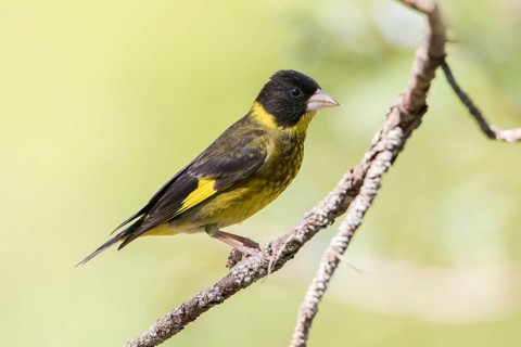 Vietnamese Greenfinch (Chloris monguilloti) male perched on a branch, Bidoup National Park, Vietnam