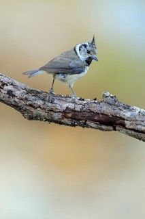 European Crested Tit (Lophophanes cristatus), Andalusia, Spain