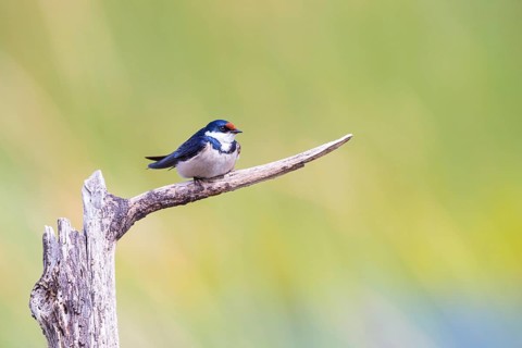 White-throated Swallow, (Hirundo albigularis), Swallow family, Animals, Birds, Swallow, perch,