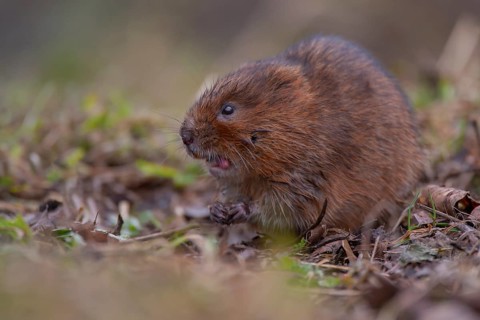 Water vole (Arvicola amphibius) adult rodent animal animal feeding on a river bank, Derbyshire,