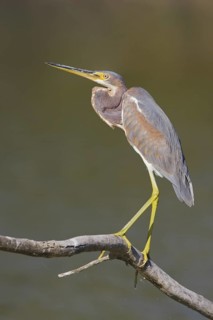 Tricolored Heron (Egretta tricolor), Texas, USA