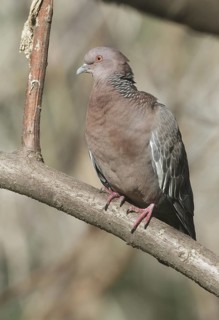 Picazuro Pigeon (Patagioenas picazuro), Buenos Aires, Argentina