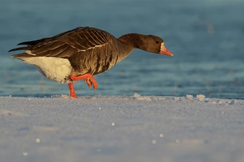 Greater White-fronted Goose (Anser albifrons) feeding on a small pond on the tundra in Northern
