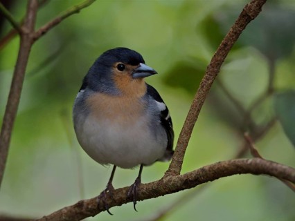 La Palma chaffinch (Fringilla coelebs palmae)
