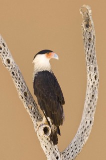 Northern Crested Caracara (Caracara cheriway), Arizona, USA