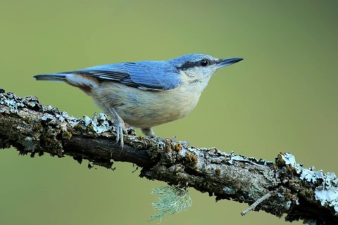 Eurasian Nuthatch (Sitta europaea) perched on lichen branch, Andalusia, Spain