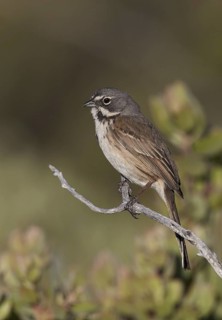 Bell's Sparrow (Artemisiospiza belli), California, USA