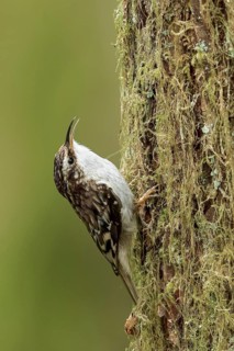 Brown Creeper (Certhia americana) perched on a branch in Victoria, BC, Canada