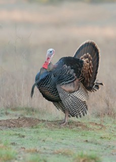 Wild Turkey (Meleagris gallopavo) male, California, USA