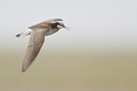 Wilson's Phalarope (Phalaropus tricolor) flying, Alberta, Canada