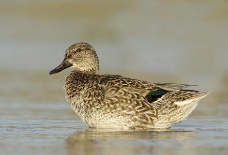Green-winged Teal (Anas carolinensis) female, Texas, USA