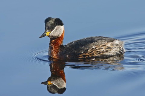 Red-necked Grebe (Podiceps grisegena), Schleswig-Holstein, Germany