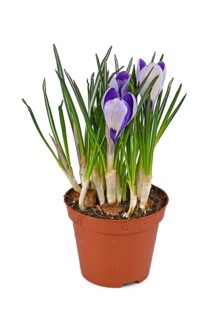 Potted 'Crocus Vernus' spring flowers on white background