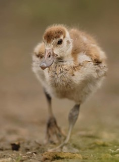 Egyptian Goose (Alopochen aegyptiaca) juvenile, North Rhine-Westphalia, Germany