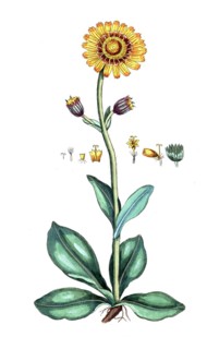 Arnica montana, Mountain arnica, digital reproduction of a historical original, between 1790 and