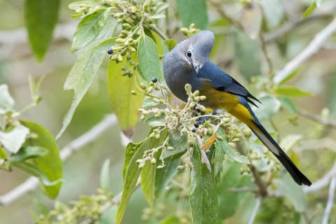 Gray Silky-flycatcher (Ptiliogonys cinereus) perched on a branch in Oaxaca, Mexico