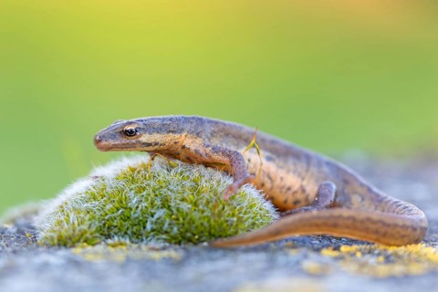 Pond newt, (Lissotriton vulgaris), Triturus vulgaris, animals, amphibians, amphibian family,