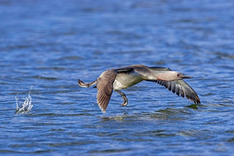 Red-throated loon, red-throated diver (Gavia stellata) adult in breeding plumage taking off from