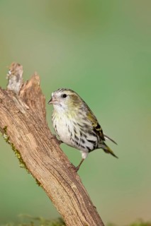 Siskin (Carduelis spinus), female sitting on a branch overgrown with moss, Wilnsdorf, North